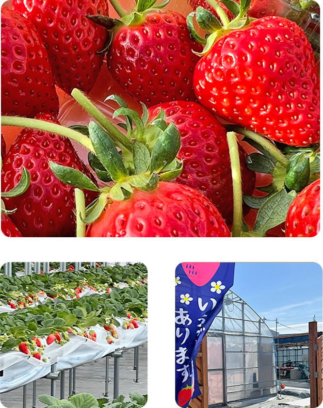 農家の小さなイチゴ屋さん